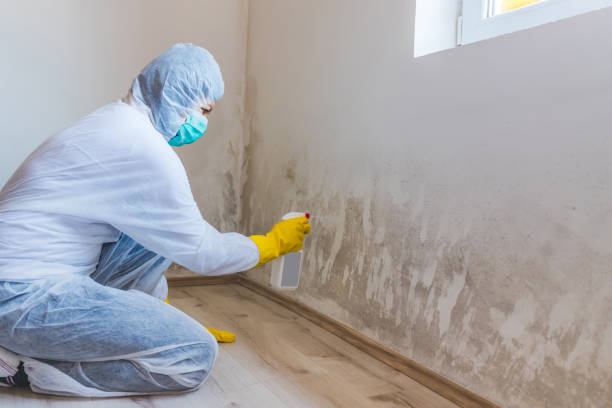 Licensed Black Mold Removal service in Toddville, MD - WQB Mold Removal