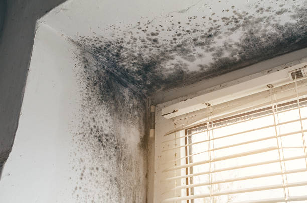 Affordable Black Mold Removal solutions in Toddville, MD