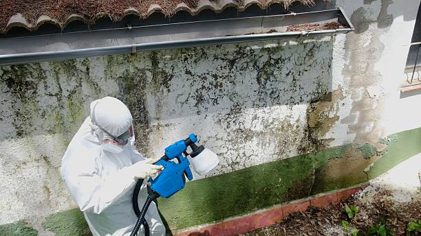 Top rated local Black Mold Removal specialists in Toddville, MD